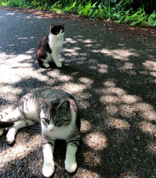 More Cats of Tashirojima, Miyagi Prefecture  by kobalt
