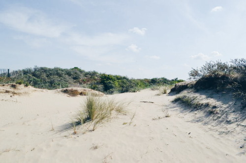 lxia:  Natuurreservaat De Panne, Belgium