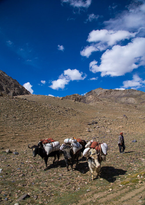  Treck in the pamir mountains with yaks, Big pamir, Wakhan, Afghanistan. Taken on August 10, 2016 Pa