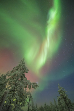 tiinatormanenphotography:  X - Mas Auroras.  23th Dec 2014, Southern Lapland, Finland.  by Tiina Törmänen 