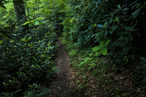 frolicingintheforest:Mountain pathways.