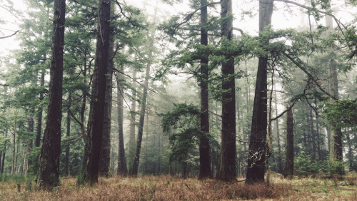 leebarguss:  (by Tyler Forest-Hauser) 