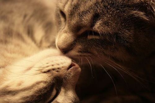 de-lila-a-medio-dia:Cats in love. ♥