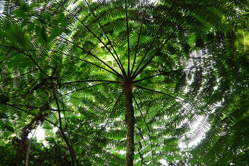 teethlikepearls: Rainforest by alistair.burton on Flickr.