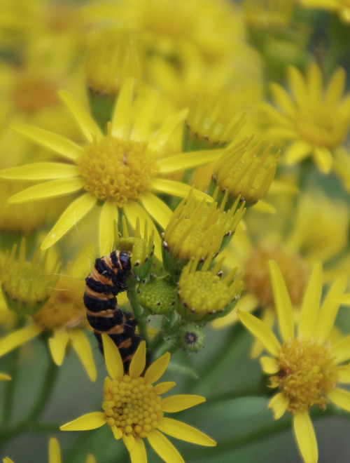 A cinnabar moth caterpillar - Tyria jacobaeae feeding on Ragweed.