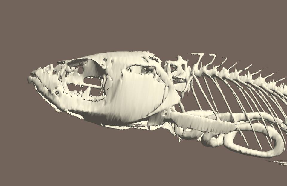 Are you a into fishes? Open-access fish skeletons - Marine