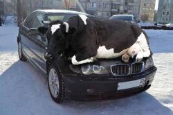 Awwww-Cute:  Remember As Days Get Colder Animals Are Attracted To The Warmth Of Cars