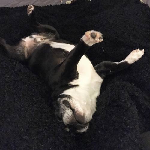 <p>It’s nice to be home. #sirwinstoncup #bostonterrier #catfishface #bostonterrierlove #flatnosedogsociety  (at Fiddlestar)</p>