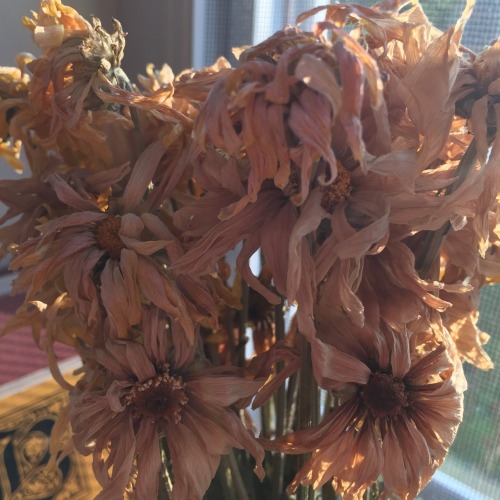 lunar-beauty: dried flowers are incredibly beautiful 09/13/16