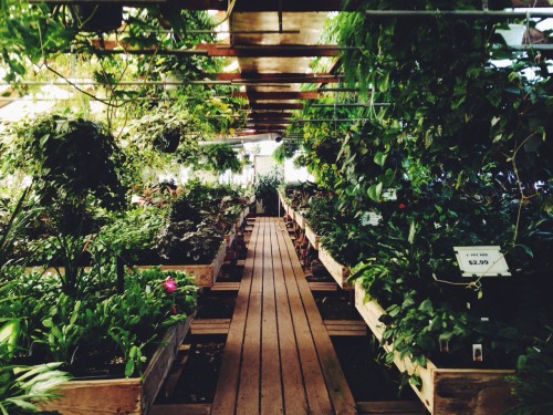 pineconeonthetent: Last days of break: Escaping winter in tropical greenhouses (giant woodstove, dripping ferns, cactus flowers). Buying used books I won’t have time to read until April. 