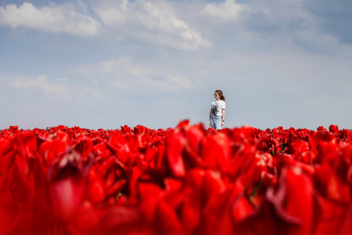 Netherlands, Tulips