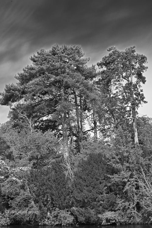 Le printemps en noir et blanc.2-Photo©FrançoiseLarouge2022