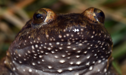 toadschooled:If you’re thinking this frog looks unique, that’s because it is. Latonia nigriventer, o