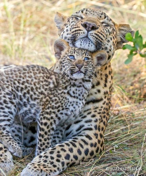 Leopard Love for #MothersDay * Check out follow conservation #wildographydudette &amp; children&