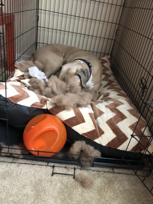 I swear there’s a dog somewhere in all that fluff.