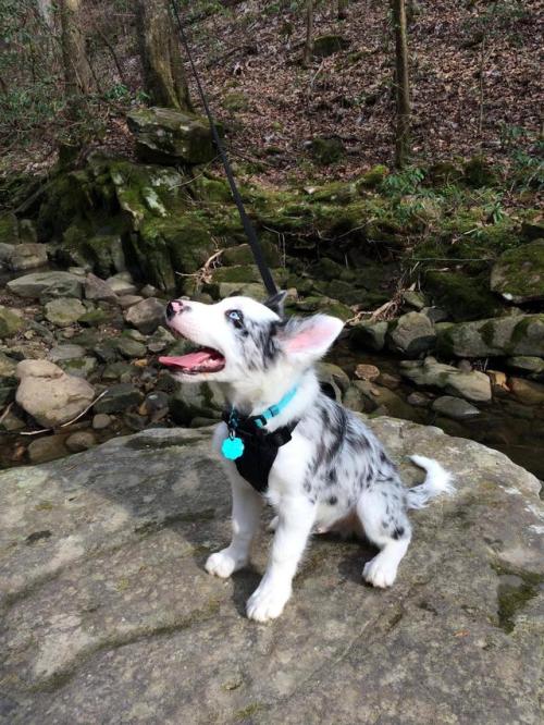 awwww-cute:  He was pretty excited for his very first hike. (Source: http://ift.tt/2nbqYEF)