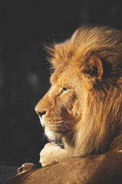 visualechoess:  Eye of the Lion - by: Holindu
