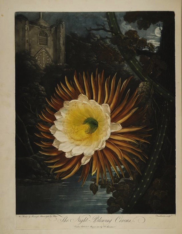 darksilenceinsuburbia:    Robert John Thornton // Temple of Flora, 1807  “The Temple