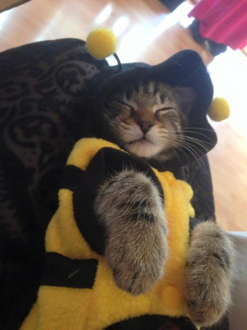 awwww-cute:She’s sleeping in a bee costume!