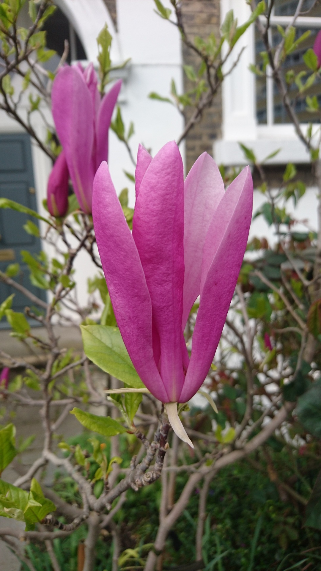 bloomsandfoliage:  Purple magnolia (Magnolia liliiflora) 