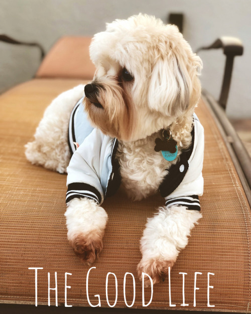 The Good Life #kenzo #thegoodlife #morkie #morkierules #morkielove #TeacupsPuppiesandBoutique #mork