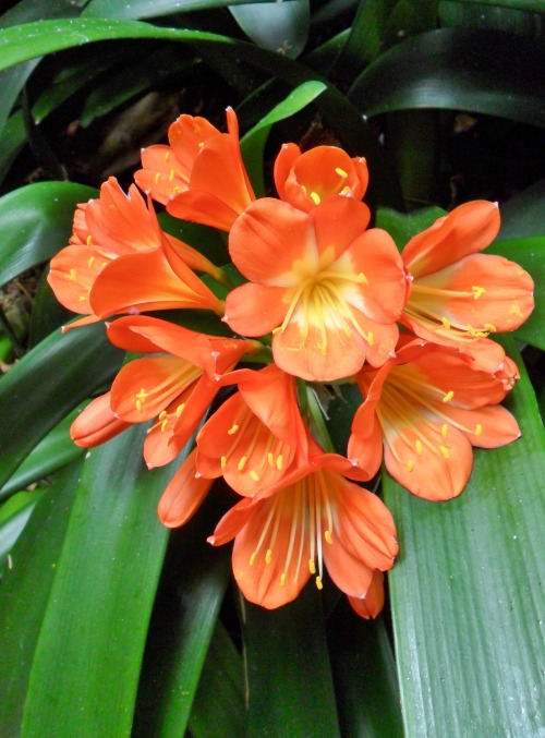 vwcampervan-aldridge:Tropical orange flowers, Tenerife, Canary Islands.All Original Photography by h