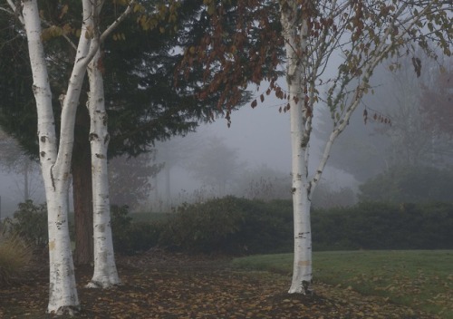 russell-tomlin:Three Birches