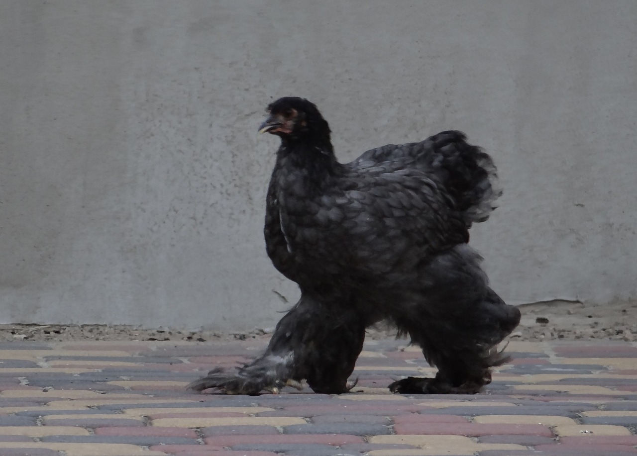 This video of a chicken wearing pants is going viral