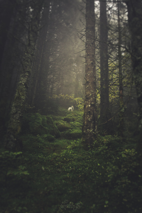 onodrim-photographie - Onodrim Photography •...