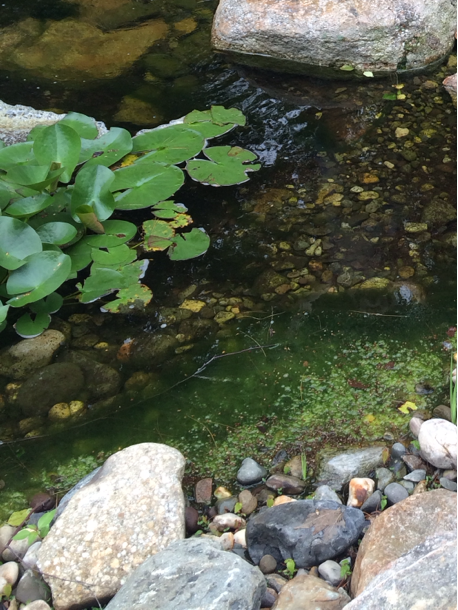 leafychild:   made a visit to the pond 