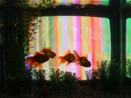 thoughtfvll:NAM JUNE PAIK, TV Fish (detail), 1975–88, three-channel video, 24 monitors and aquariums