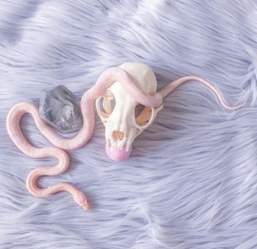 ambertheleaf:unicorndollhouse:The Rose Serpent @civet-coffee