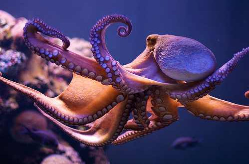 Porn Pics subaquaticlife:  Octopus 