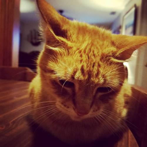 thesteampunkbuddha: My Hemi kitty. He knows he’s my favorite #catsagram @mostlycatsmostly #cat