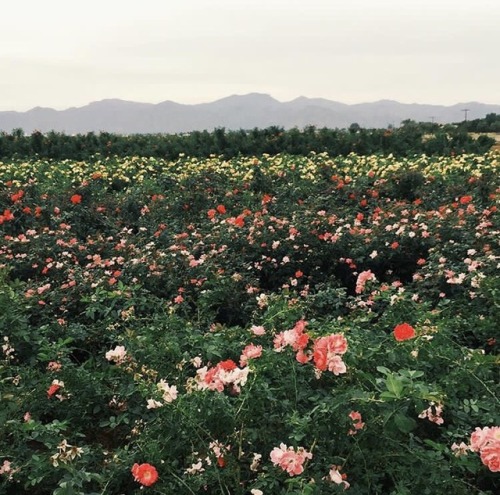 cowboy-outlaw: I live near a place that grows fields of flowers. Every year its always different flo