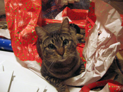 catsbeaversandducks:  10 Cats That Just Want To Help You Wrap Christmas Gifts &ldquo;I can do it! Let me help you! I can do it!&rdquo; (All photos via Flickr with Creative Commons licenses. Please click on each one for source.)