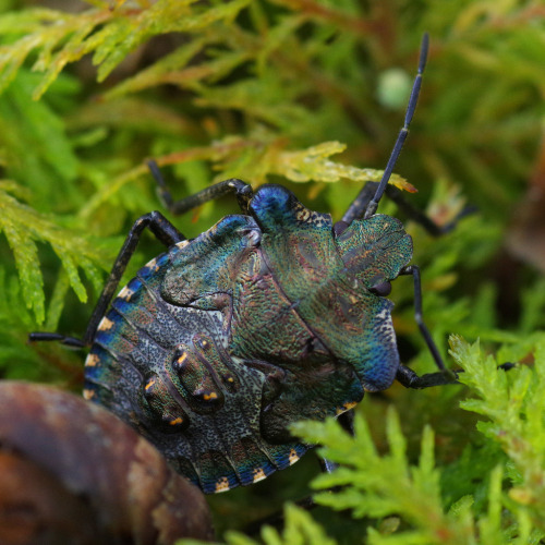Lovely colours on this forest shield bug nymph - Pentatoma rufipes &lt;3