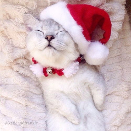mymodernmet:Adorable “Christmas Cats of Instagram” Get Into the Holiday Spirit