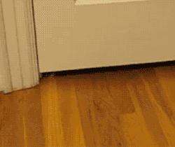 soft-kitti3:  iglovequotes:  http://iglovequotes.net/  Awwww💕   Door? HA! You