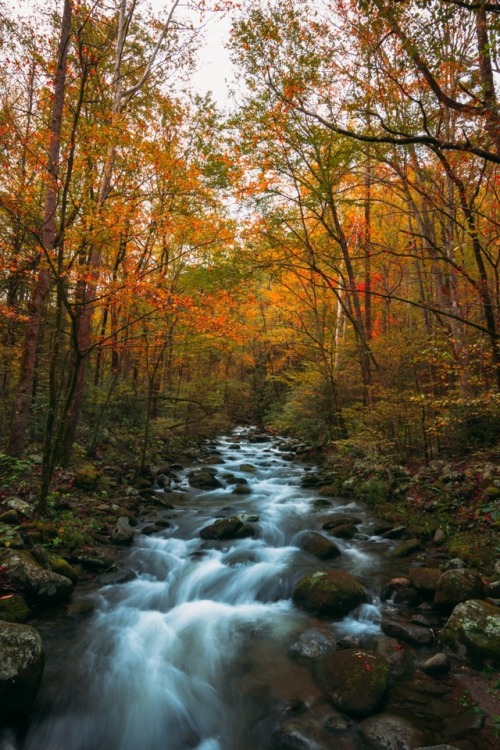 The secret fate of all life.Great Smoky Mountain National Park @zeisenhauer