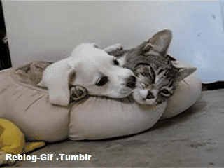 reblog-gif:  Be the dogs to cats who said Dusa. These images are fooling the eye