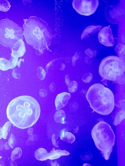 mermaidschiefkief:  Moon jellyfish 