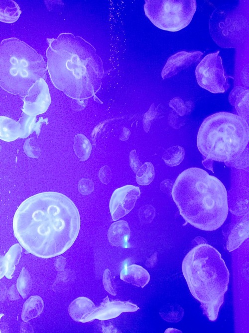 Sex mermaidschiefkief:  Moon jellyfish  pictures