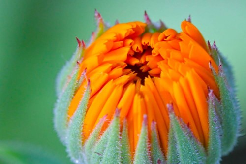 calendula