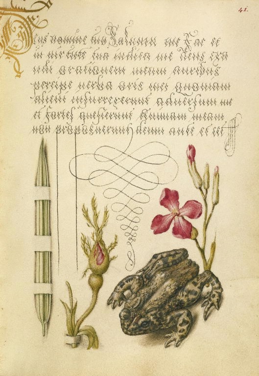 design-is-fine:  Joris Hoefnagel, illuminator, Georg Bocskay, scribe, pages from