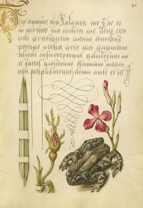design-is-fine:  Joris Hoefnagel, illuminator, Georg Bocskay, scribe, pages from Mira Calligraphiae monumenta, 1561/96. Via Getty Search