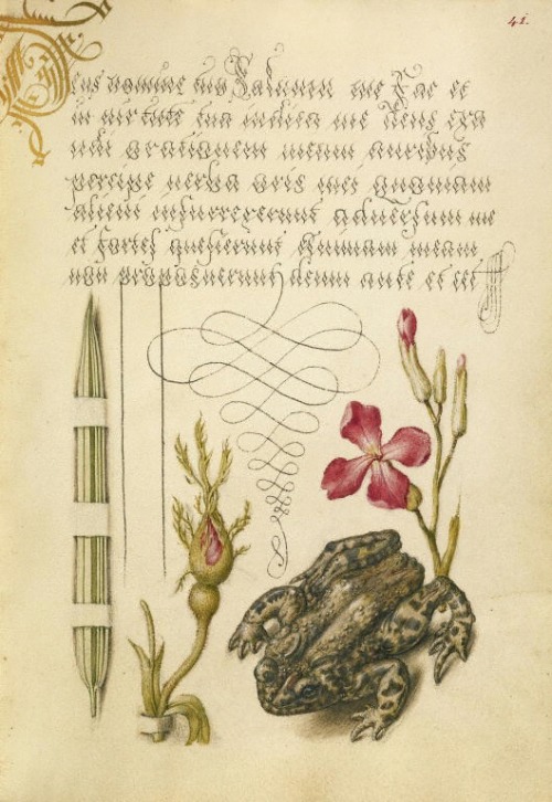 Joris Hoefnagel, illuminator, Georg Bocskay, scribe, pages from Mira Calligraphiae monumenta, 1561/9