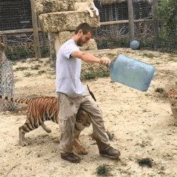sizvideos:  Tiger cub really wants the water
