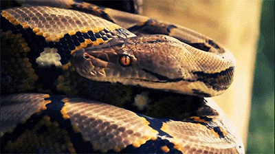 Sex pythox: Reticulated Python.Malayopython reticulatus. pictures