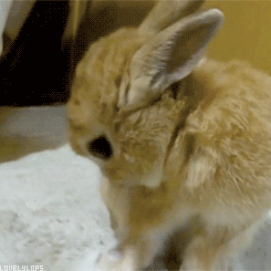 paynefullyinlovewith1d:  I’m in an animal phase right now…Deal with it bitchez. 